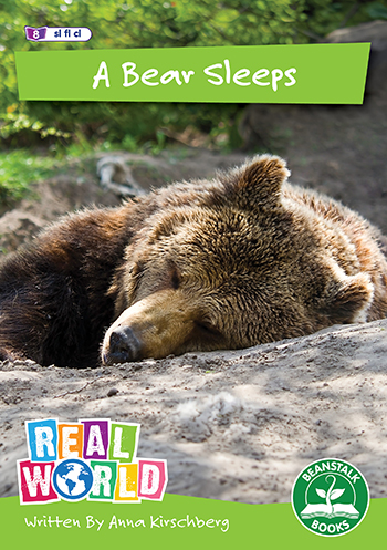A Bear Sleeps